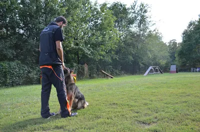 Dogtrening – Kursy i szkolenia dla psów w Łodzi